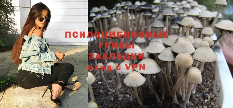 Псилоцибиновые грибы Psilocybe  Мыски 